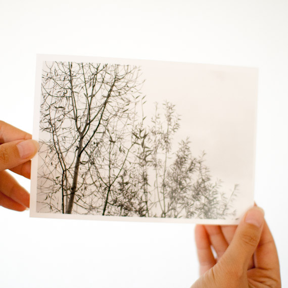 tirage photo d'un arbre en hiver
