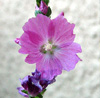 petite fleur violette