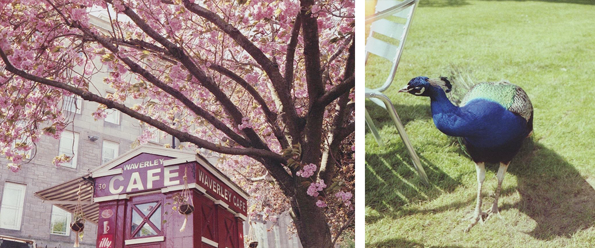 Un petit café sous un arbre en fleurs et un paon