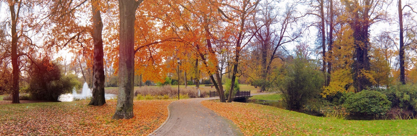 Le parc de monterey sur mon trajet pour aller au travail : les arbres sont oranges, les couleurs de l'automne sont belles
