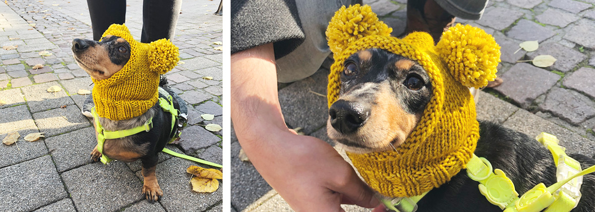 petit chien qui porte une cagoule tricotée avec deux pompons, le chien a l'air tout fier
