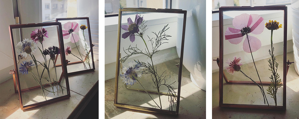 fleurs sechées dans des cadres en verre avec un fond en verre