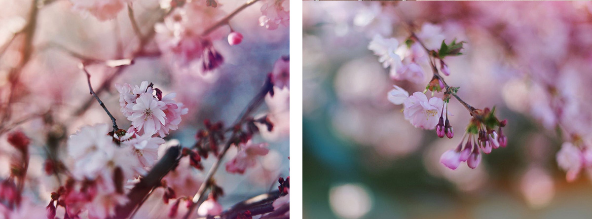 des cerisiers en fleurs vus de près