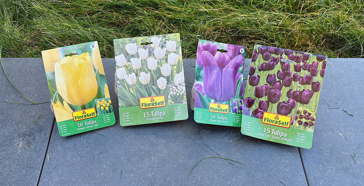 paquets de bulbes de tulipes : jaunes, blanches, violettes et noires, posés sur la terrasse avant d'être plantés